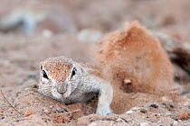 Cape ground squirrel (Xerus inauris) digging to put cool sand on back, Kgalagadi Transfrontier Park, South Africa, November (one of the hottest months in the Kalahari desert)