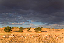 Springbok (Antidorcas marsupialis) grazing in Auob Valley whilst storm clouds approach, Kgalagadi Transfrontier Park, South Africa, March