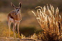 Springbok (Antidorcas marsupialis) in early morning sunlight, Kgalagadi Transfrontier Park, South Africa