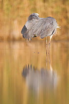 Grey Heron (Ardea cinerea) looking under its wing while preening, Camargue, France July
