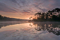 Dawn over Het Voorste Goorvan lake, Oisterwijkse Bossen en Vennen Nature reserve, The Netherlands, August 2007