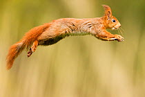 Red squirrel (Sciurus vulgaris) jumping, Oisterwijk,  The Netherlands, sequence 4/6