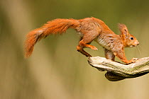 Red squirrel (Sciurus vulgaris) jumping, Oisterwijk, ~The Netherlands, sequence 5/6