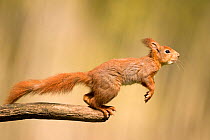Red squirrel (Sciurus vulgaris) jumping, Oisterwijk,  The Netherlands, sequence 2/6