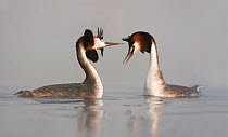 Great Crested grebes (Podiceps cristatus) courtship dance in the mist, Trebon area, Czech Republic, May