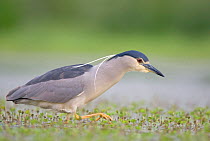Night Heron (Nycticorax nycticorax) foraging in La Dombes lake area, France