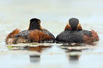 Black necked Grebes (Podiceps nigricollis) looking for some kind of shelter for the cold and the rain, La Dombes lake area, France, June (2008 was a very cold and wet summer)