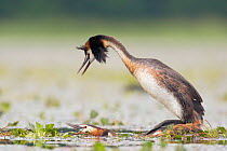 Great crested grebes (podiceps cristatus) pair mating on a kind of 'lek' the favourite place for lots of grebes to mate on this lake, La Dombes lake area, France, June