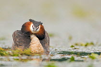 Great crested grebe (Podiceps cristatus) male tries to look as beautiful and impressive as possible. he pumps up his head and holds the wings in a circle to look as good as possible, during mating sea...