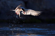Common tern (Sterna hirundo) catching a fish, action shot, Camargue, France, July