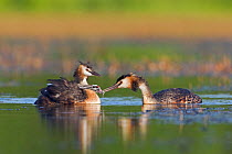 Great Crested grebe (Podiceps cristatus) feeding young chicks on the back of other parent, La Dombes area, France, July