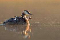 Great Crested grebe (Podiceps cristatus) swimming in early morning light carrying chick on back, La Dombes area, France, July