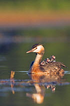 Great Crested grebe (Podiceps cristatus) carrying chicks around, who are looking around for other parent to arrive with fish, La Dombes lake area, France, July