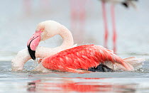 European flamingo (Phoenicopterus roseus) bathing, at height of courtship season they clean their plumage a lot, Camargue, France, April