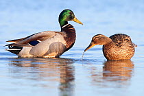 Mallard (Anas platyrhynchos) male and female couple resting and drinking, Camargue, France, April