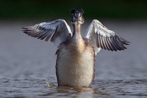 Great Crested grebe (Podiceps cristatus) young stretching its wings, La Dombes area, France, June