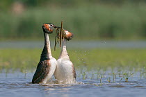 Great Crested grebes (Podiceps cristatus) performing courtship dance and exchanging weed as part of ritual, La Dombes area, France, June