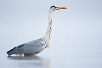 Grey heron (Ardea cinerea) is foraging in a lake in the early morning, La Dombes lake area, France, June