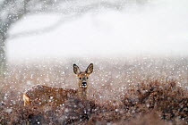 Roe deer (Capreolus capreolus) in a heather landscape in the snow, Kampina Nature reserve, The Netherlands, February