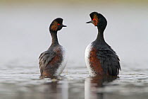 Black necked grebes (Podiceps nigricollis) pair in courtship dance during the mating season, La Dombes lake area, France, April