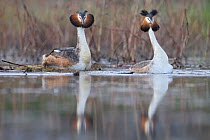 Great Crested grebes (Podiceps cristatus) courtship dance just after they finished mating, both have their crests erect in excitement, La Dombes area, France, April