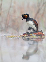 Black necked grebes (Podiceps nigricollis) mating on a misty morning, the male is jumping over the female just at the end of copulation, La Dombes lake area, France, April
