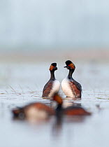 Black necked grebes (Podiceps nigricollis) pair in courtship dance during the mating season, with another pair infront, La Dombes lake area, France, April