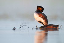 Black necked grebe (Podiceps nigricollis) male is jumping on top of the head of the female after mating to perform a dance on her head, La Dombes lake area, France, April