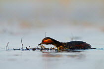 Black necked grebe (Podiceps nigricollis) male bringing nest material to a spot where the couple will mate, to make himself more attractive, La Dombes lake area, France, April