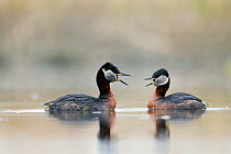 Red necked grebes (Podiceps grisegena) performing typical courtship dance whilst calling, Danube area, Bulgaria, April
