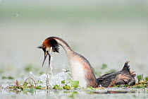 Great Crested grebe (Podiceps cristatus) male dancing on top of the female after mating, she is submerged, La Dombes area, France, June