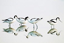 Avocet (Recurvirostra avocetta) group of four foraging in water, Wagejot reserve, Texel Island, Wadden sea, The Netherlands, May