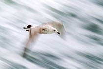 Herring gull (Larus argentatus) in flight above the waves, Terschellingl Island, Wadden Sea, The Netherlands, May