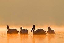Eastern white pelicans (Pelecanus onocrotalus) group foraging on water in misty dawn, Lake Kerkini, Greece, May
