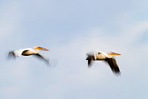 Eastern white pelicans (Pelecanus onocrotalus) two pelicans in flight, Lake Kerkini, Greece, May