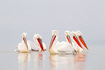 Dalmatian pelicans (Pelecanus crispus) group on water in mist, Lake Kerkini, Greece, February