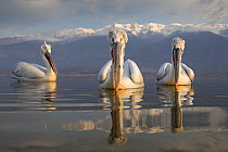 Dalmatian pelicans (Pelecanus crispus) portrait of three on water, Lake Kerkini, Greece, March. Nominated in the Story of a Species category of the Melvita Nature Images Awards competition 2013. Highl...