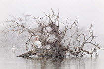 Dalmatian pelican (Pelecanus crispus) resting on fallen tree during snowfall, Lake Kerkini, Greece, February. Winnter of the Bird category, Roots Magazine Nature Photography contest 2013. Commended in...