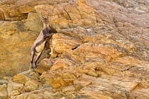 Alpine ibex (Capra ibex) climbing on steep rocks, Gran Paradiso National Park, Italy, July
