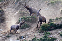 Alpine ibex (Capra ibex) adult male chasing two young males away, Gran Paradiso National Park, Italy, July