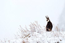 Chamois (Rupicapra rupicapra) standing on hill in snowy landscape, Gran Paradiso National Park, Italy December