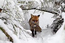 Red fox (Vulpes vulpes) in the snow after catching a rabbit, The Netherlands