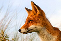 Red fox (Vulpes vulpes) head portrait, The Netherlands