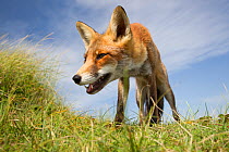 Red fox (Vulpes vulpes) close up portrait, The Netherlands