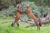 Red foxes (Vulpes vulpes) two fighting, probably over territory, The Netherlands, August