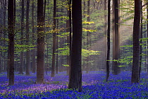 Bluebell (Hyacinthoides non-scripta) carpet under Beech woodland (Gagus sylvatica) with dawn sunlight, Haller Forest, Halle, Belgium, April 2010