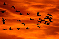 Common cranes (Grus grus) flock flying against sky at sunrise, Pruchten, Germany, October
