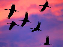 Common cranes (Grus grus) flock flying against colourful sky at sunrise, Pruchten, Germany, October