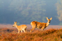 Roe deer (Capreolus capreolus) in heather landscape, female with young female, The Netherlands, October