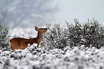 Roe deer (Capreolus capreolus) adult female foraging in a snowy landscape, The Netherlands, January
